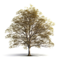 Single autumn tree isolated on white.