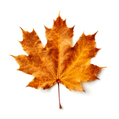 Fototapeta premium Single dried orange maple leaf isolated on white.