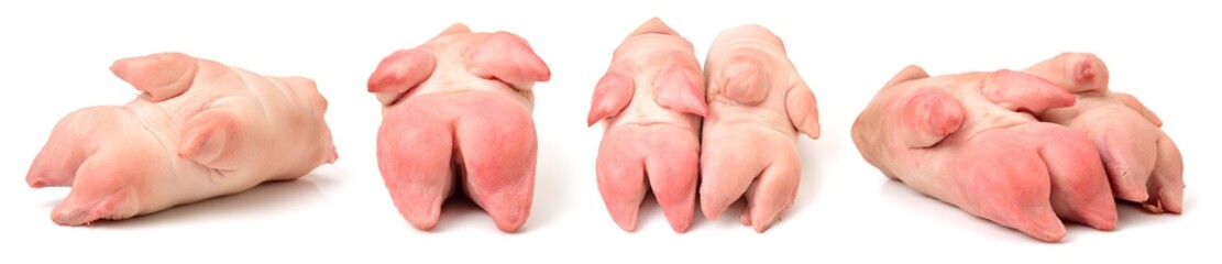 fresh pig trotter on white background 