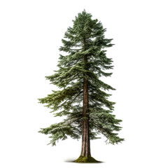 Obraz premium Tall evergreen tree isolated on white.