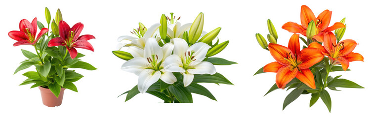 Fototapeta premium PNG blooming lilies in red, white, and orange with green leaves.