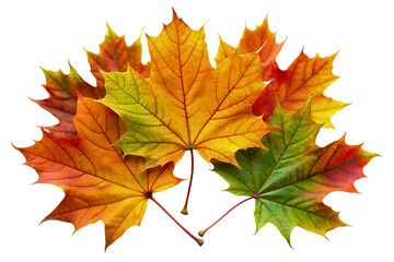 Fototapeta premium Vibrant autumn-colored maple leaves against a transparent background.
