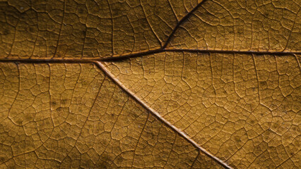 Leaf of Common aspen tree. Complex texture with veins and cells. Macro shot.