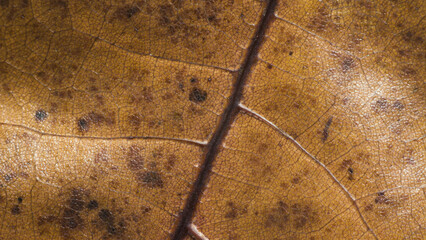Leaf of Common aspen tree. Complex texture with veins and cells. Macro shot.