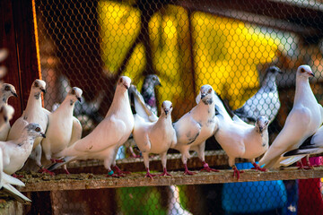 Group of white pigeons with black markings perched on a wooden beam inside a cage, with a vibrant...