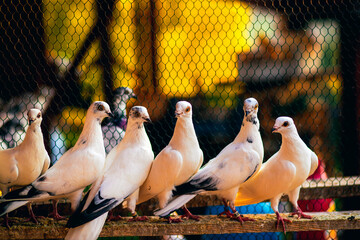 Group of white pigeons with black markings perched on a wooden beam inside a cage, with a vibrant...