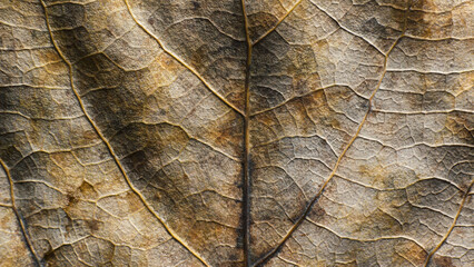 Leaf of Common aspen tree. Complex texture with veins and cells. Macro shot.