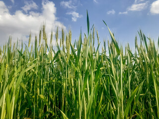 Obraz premium Green bread wheat (triticum aestivum) young plants crop field with blue sky and clouds in natural environment in sunny day 