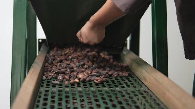 Pepas de cacao seco