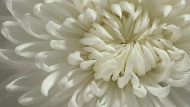 Intermediate incurve chrysanthemum. Internal structure of flower. Macro shot.