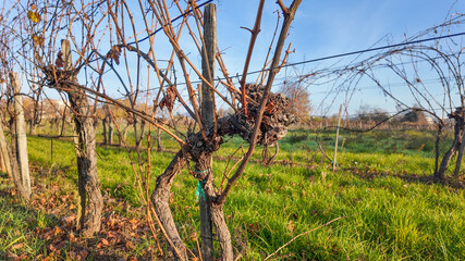Barren vineyard with pruned grapevines in autumn, symbolizing agricultural off-season and grape...