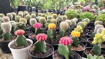 collection of various small ornamental cacti. beautiful ornamental cactus plants