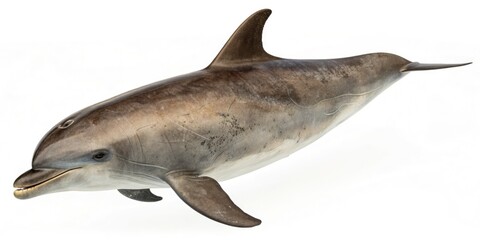 Vintage Style Illustration of a Porpoise Showcasing Intricate Fins and Features for Educational and Creative Use on a Clean White Background