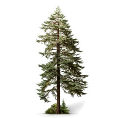 Fototapeta premium Tall evergreen tree isolated on white.