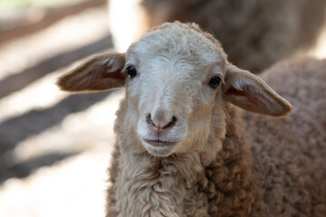young sheep on a farm