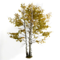 Fototapeta premium Three birch trees with yellow leaves on white background.