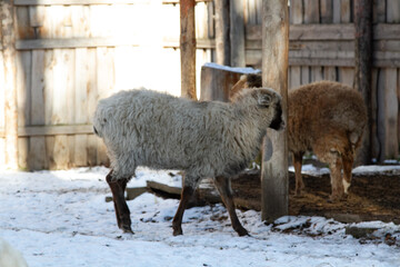 Fototapeta premium sheep on a farm