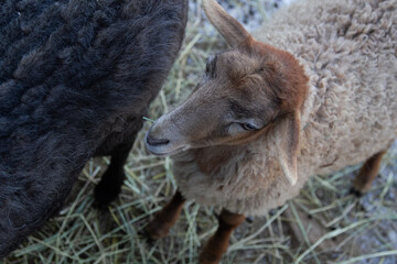 Obraz premium sheep on a farm