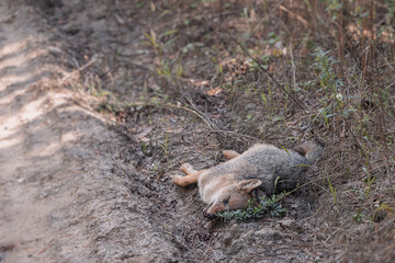 A deceased jackal or fox lying on the roadside, representing themes of rabies awareness, wildlife conservation, and the tragic impact of disease on animal populations.