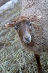 Obraz premium young sheep on a farm