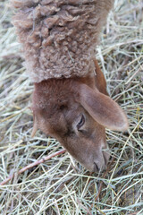 Obraz premium young sheep on a farm