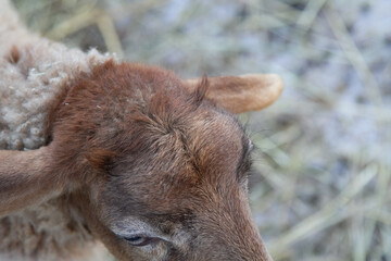 Obraz premium young sheep on a farm