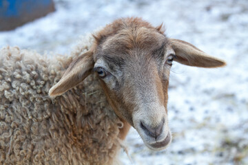 young sheep on a farm