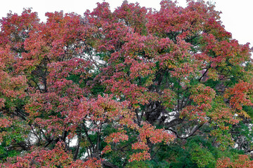 都心散歩　浜離宮紅葉の頃
