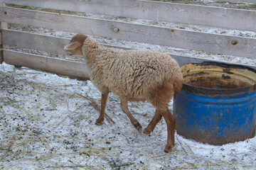 Naklejka premium young sheep on a farm