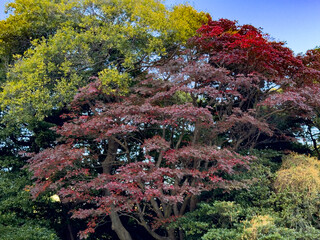 都心散歩 浜離宮紅葉の頃