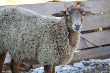 young sheep on a farm