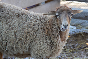 Obraz premium young sheep on a farm