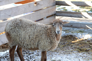 young sheep on a farm