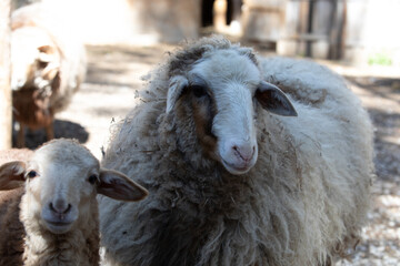 ram and sheep on a farm