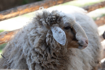Naklejka premium sheep on a farm