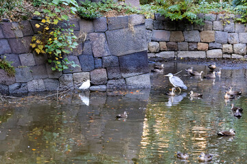 都心散歩　浜離宮紅葉の頃
