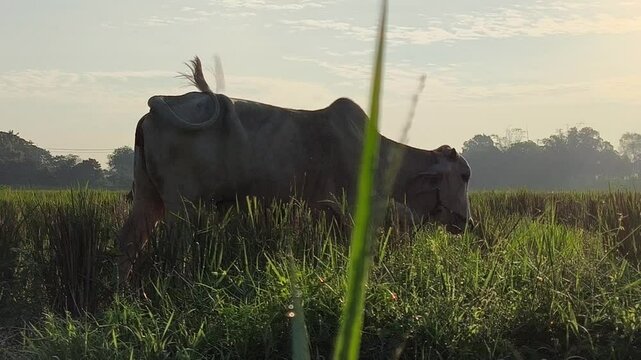 Thai cow is eating grasses in the field, out door Chiangmai Thailand.