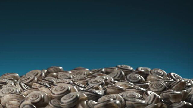 Many empty shells of Eastern Heath Snail - Xerolenta obvia. Macro shot. 