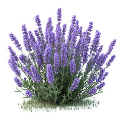 Obraz premium Vibrant Lavender Flowering Plant in Bloom Isolated on transparent background