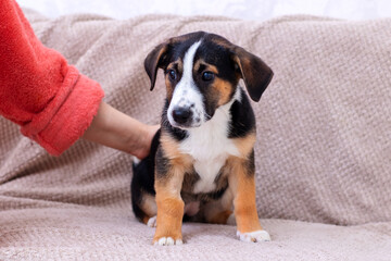 A person is petting a cute brown and white puppy on a couch