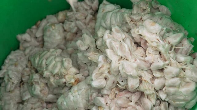 Pepas de cacao en baba