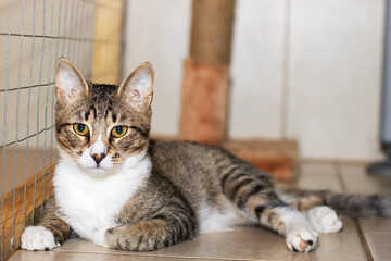 There is a cat peacefully laying on the floor while looking at the camera