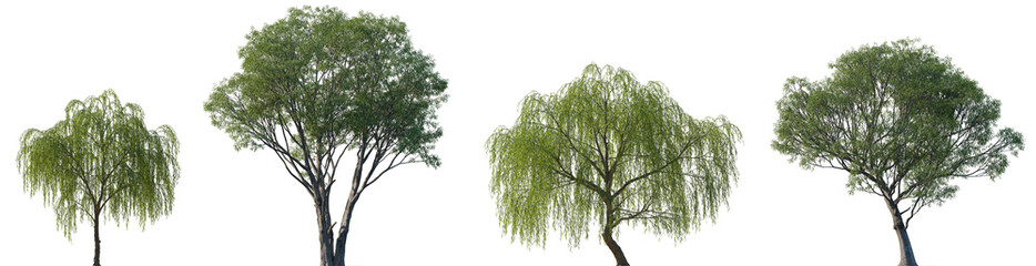 Salix caroliniana and Salix babylonica frontal set of large trees isolated png on a transparent background perfectly cutout (Carolina, Coastal Plain, Swamp Willow, Babylon Weeping Willow, Silver)
