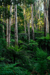Obraz premium landscape shot of flora and fauna in the forest