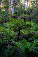 landscape shot of flora and fauna in the forest