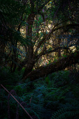 Obraz premium landscape shot of flora and fauna in the forest