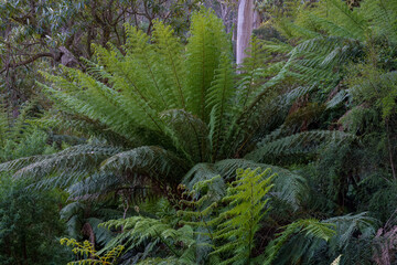 landscape shot of flora and fauna in the forest