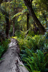 Fototapeta premium landscape shot of flora and fauna in the forest