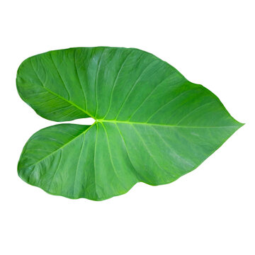 Fresh green leaves of xanthosoma sagittifolium