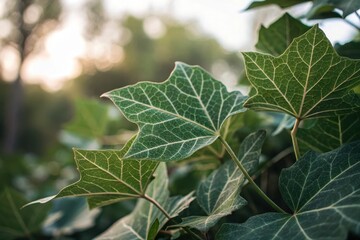 Obraz premium Intricate Veins of a Lush Green Leaf in Soft Sunlight, a Close-Up View of Nature's Detail